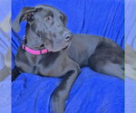 Small #7 Great Dane
