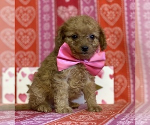 Cavapoo Puppy for sale in LANCASTER, PA, USA