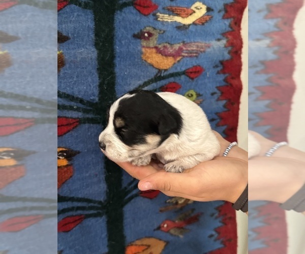 Medium Photo #3 Pembroke Welsh Corgi-Poodle (Miniature) Mix Puppy For Sale in LONGMONT, CO, USA
