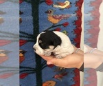Small #2 Pembroke Welsh Corgi-Poodle (Miniature) Mix