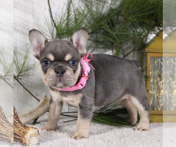 Medium Photo #4 French Bulldog Puppy For Sale in FRESNO, OH, USA