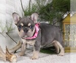 Small #3 French Bulldog