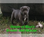Small Photo #3 American Pit Bull Terrier Puppy For Sale in DELAWARE, OH, USA