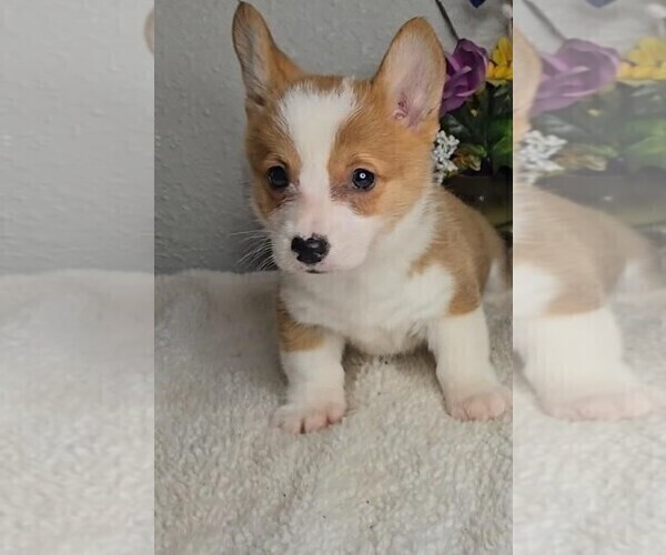 Medium Photo #2 Pembroke Welsh Corgi Puppy For Sale in JASONVILLE, IN, USA