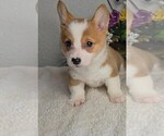 Small #1 Pembroke Welsh Corgi