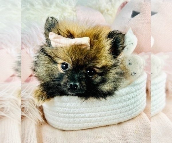 Medium Photo #9 Pomeranian Puppy For Sale in BOSTON, MA, USA