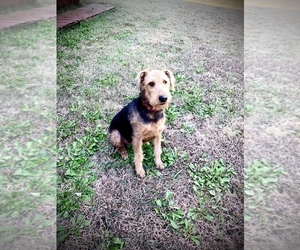 Airedale Terrier Puppy for sale in FORNEY, TX, USA