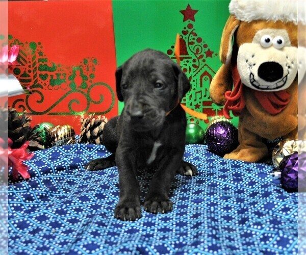 Medium Photo #3 Great Dane Puppy For Sale in BANGOR, WI, USA