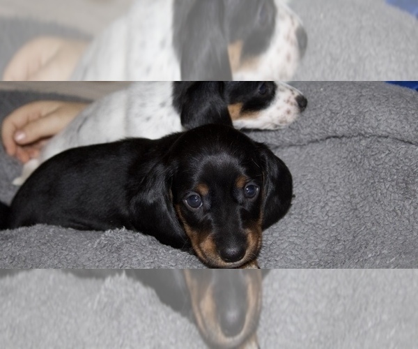 Medium Photo #1 Dachshund Puppy For Sale in LIZELLA, GA, USA