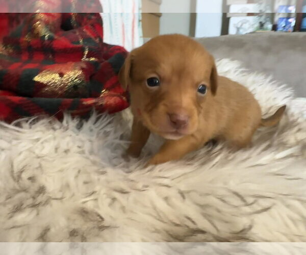 Medium Photo #2 Chihuahua-Unknown Mix Puppy For Sale in Holly Springs, NC, USA