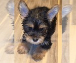 Puppy Puppy 2 Biewer Yorkie