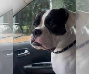 Freddy - Male American Staffordshire Terrier-Boxer Mix Dog for Adoption - Photo #4