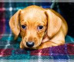Small #7 Dachshund