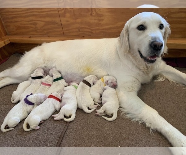 Medium Photo #5 English Cream Golden Retriever Puppy For Sale in MARSHFIELD, WI, USA