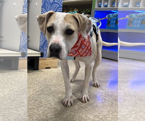 Sheriff Woody - Male American Pit Bull Terrier-Unknown Mix Dog for Adoption - Photo #13