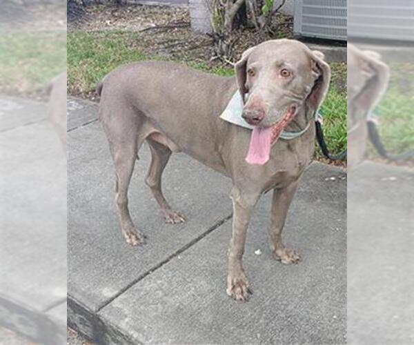 Medium Photo #1 Weimaraner Puppy For Sale in Fort Lauderdale, FL, USA