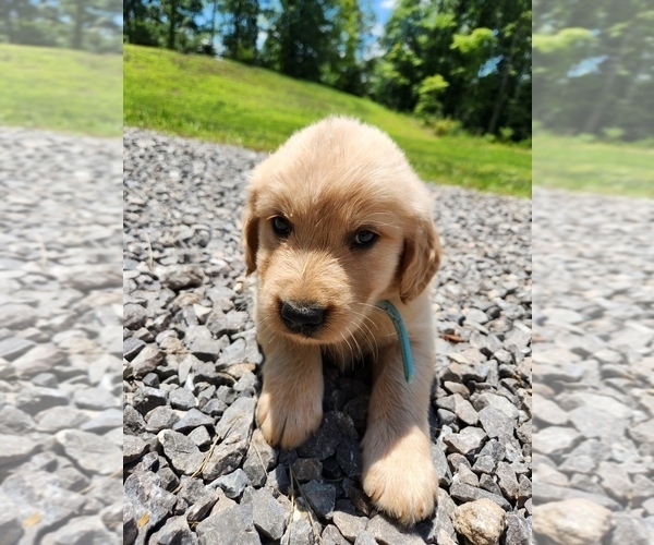 Medium Photo #5 Golden Retriever Puppy For Sale in OLIVER SPRINGS, TN, USA