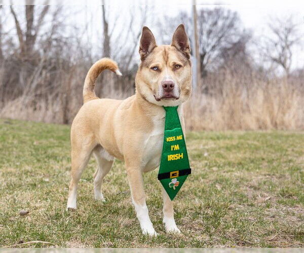 Medium Photo #2 Siberian Husky-Unknown Mix Puppy For Sale in Ames, IA, USA