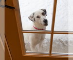 Small #19 Labrador Retriever Mix