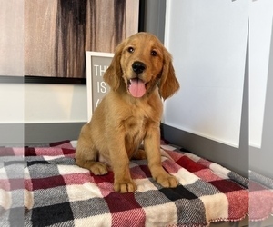 Golden Retriever Puppy for sale in FRANKLIN, IN, USA