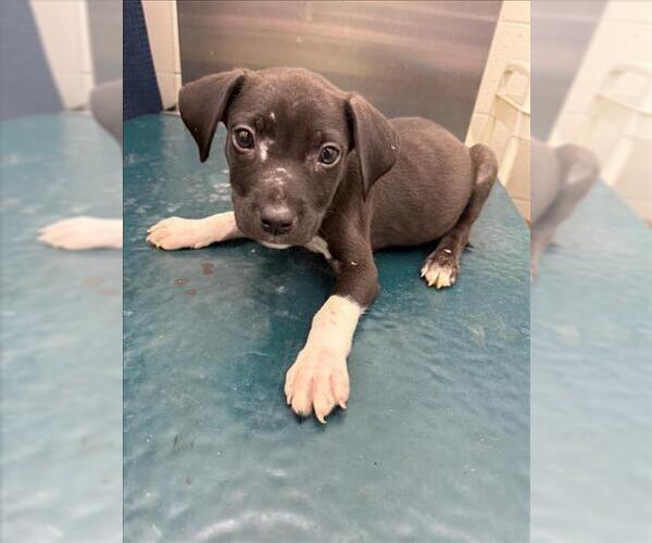 Medium Photo #1 Labrador Retriever-Unknown Mix Puppy For Sale in Mobile, AL, USA