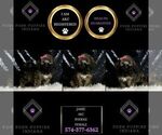 Small Photo #25 Poodle (Miniature) Puppy For Sale in WARSAW, IN, USA