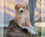 Image preview for Ad Listing. Nickname: Lucky