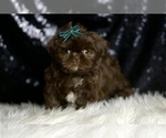 Image preview for Ad Listing. Nickname: Litter of 3