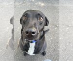 Small Photo #7 Labrador Retriever-Unknown Mix Puppy For Sale in Chico, CA, USA