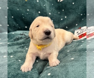 Golden Retriever Puppy for sale in CLARKSVILLE, TN, USA
