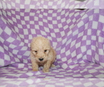 Small Photo #7 Poodle (Standard) Puppy For Sale in BLOOMINGTON, IN, USA