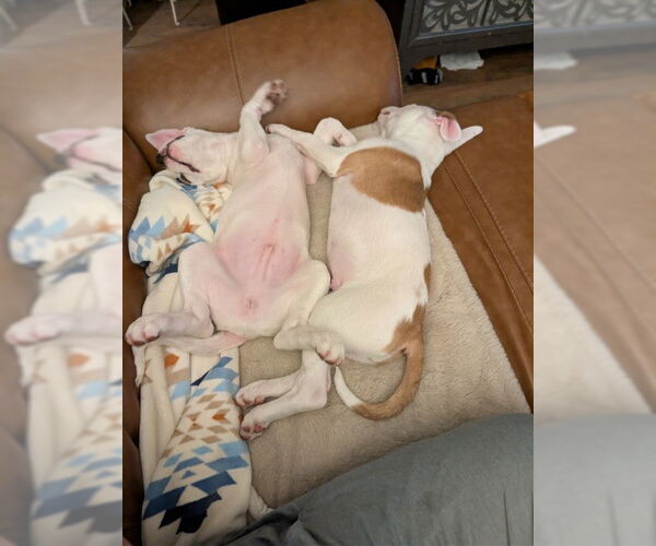 Medium Photo #5 Mutt Puppy For Sale in Sandy, UT, USA