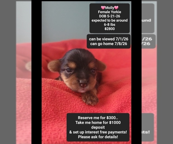 Medium Photo #1 Yorkshire Terrier Puppy For Sale in TUCSON, AZ, USA