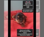 Small Yorkshire Terrier