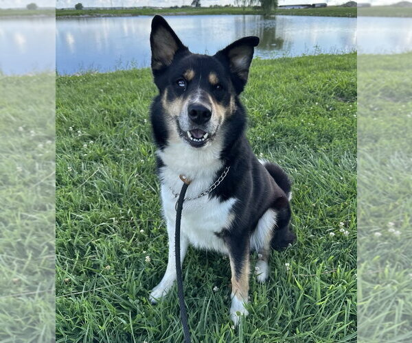 Medium Photo #3 Siberian Husky-Unknown Mix Puppy For Sale in Evansville, IN, USA