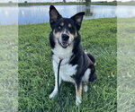 Small Photo #3 Siberian Husky-Unknown Mix Puppy For Sale in Evansville, IN, USA