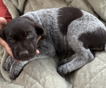 Puppy 11 Lady Bug German Shorthaired Pointer-German Wirehaired Pointer Mix