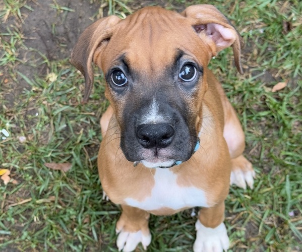 Medium Photo #4 Boxer Puppy For Sale in FONTANA, CA, USA