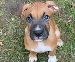 Small Photo #13 Boxer Puppy For Sale in FONTANA, CA, USA