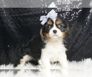 Cavalier King Charles Spaniel Puppy for sale in WARSAW, IN, USA