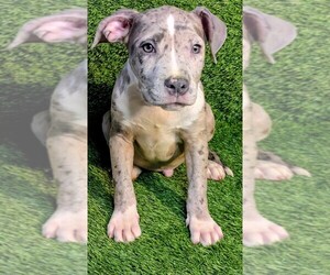 American Bully Puppy for sale in GROVETOWN, GA, USA