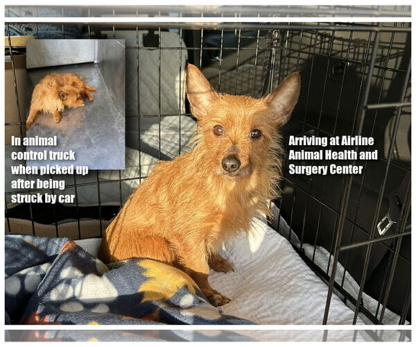 Medium Photo #1 Chihuahua-Unknown Mix Puppy For Sale in Benton, LA, USA