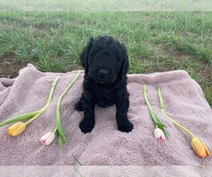 Goldendoodle Puppy for sale in STILLWATER, OK, USA