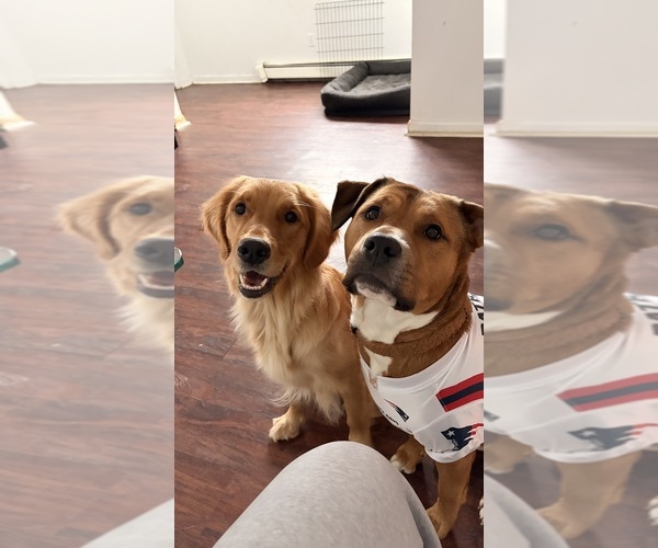 Medium Photo #1 Black Mouth Cur-English Cream Golden Retriever Mix Puppy For Sale in PROVIDENCE, RI, USA