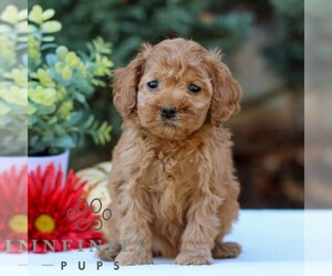 Cavapoo Puppy for sale in EAST EARL, PA, USA