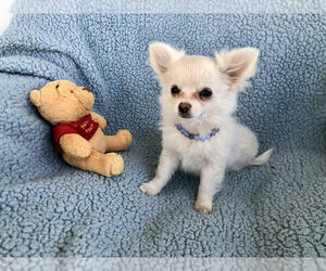 Chihuahua Puppy for sale in NEWVILLE, PA, USA