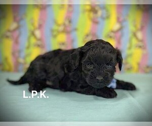 YorkiePoo Puppy for sale in WINNSBORO, LA, USA