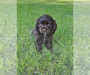 Cocker Spaniel Dogs for adoption in St. Louis Park, MN, USA