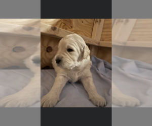 Goldendoodle Puppy for sale in SHOREWOOD, IL, USA