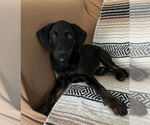 Small #2 Boxador